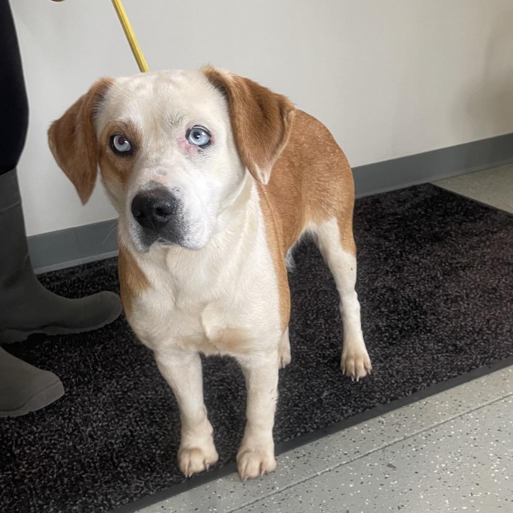 Enlarge Acorn, a Adoptable Mixed Breed in Galax, VA image 2/2