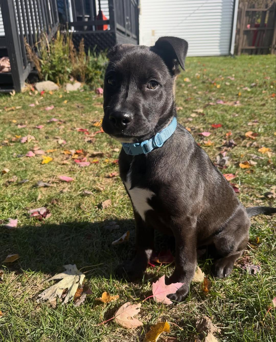 Grandpa & Grandma Litter