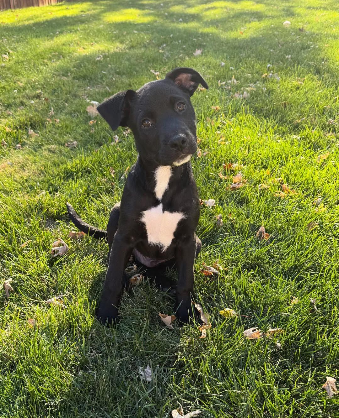 Grandpa & Grandma Litter