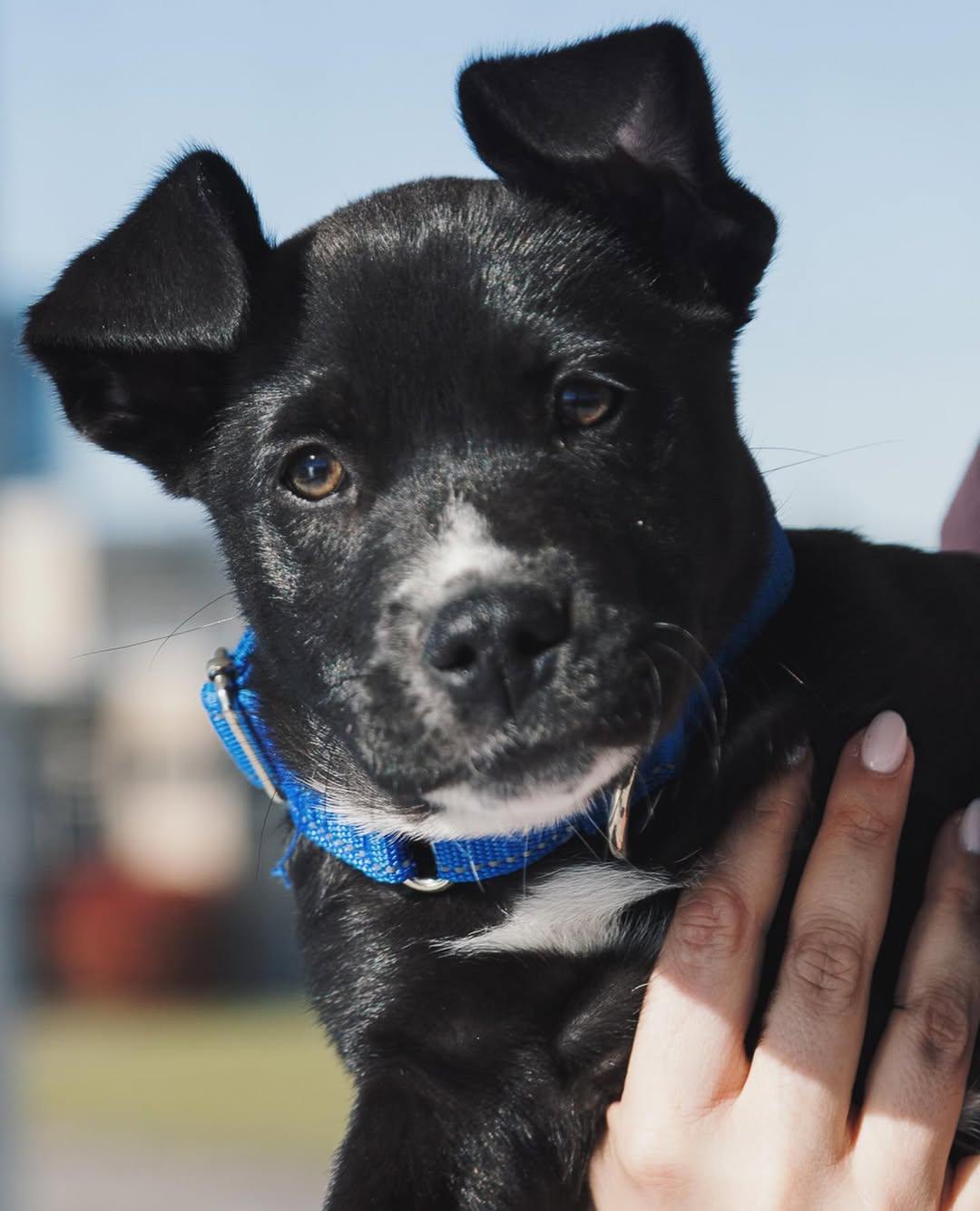 Grandpa & Grandma Litter