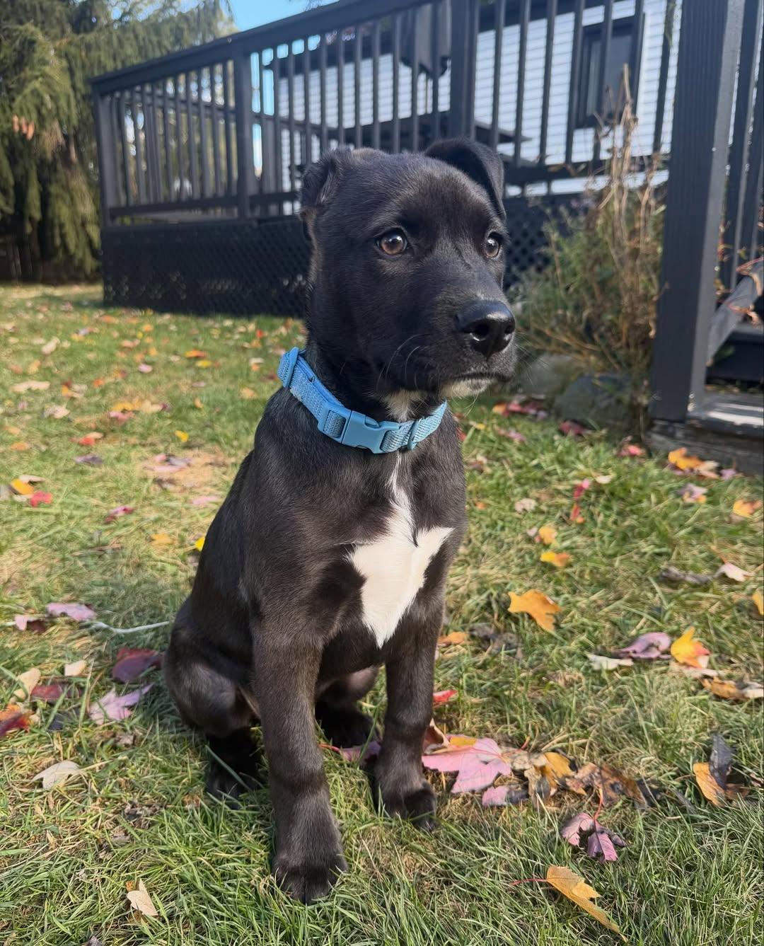 Grandpa & Grandma Litter