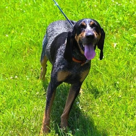 Ann, Young Female Bluetick Coonhound