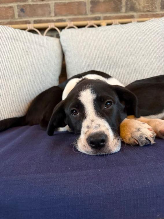 Enlarge Hope - Pending Adoption, an adopted mixed breed in Franklin, TN image 4/6