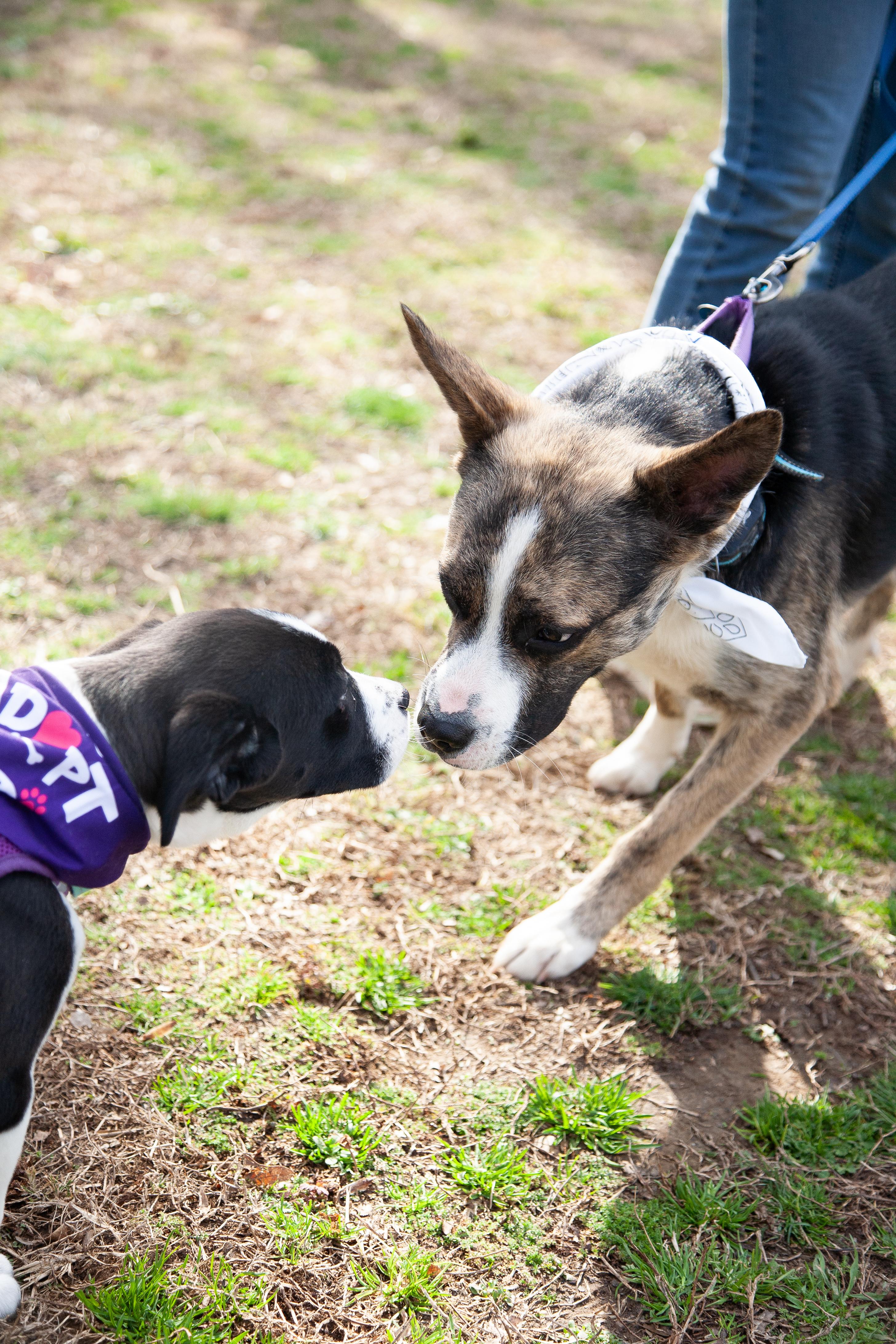 Hope, a ADOPTABLE Mixed Breed in Franklin, TN image 2/6