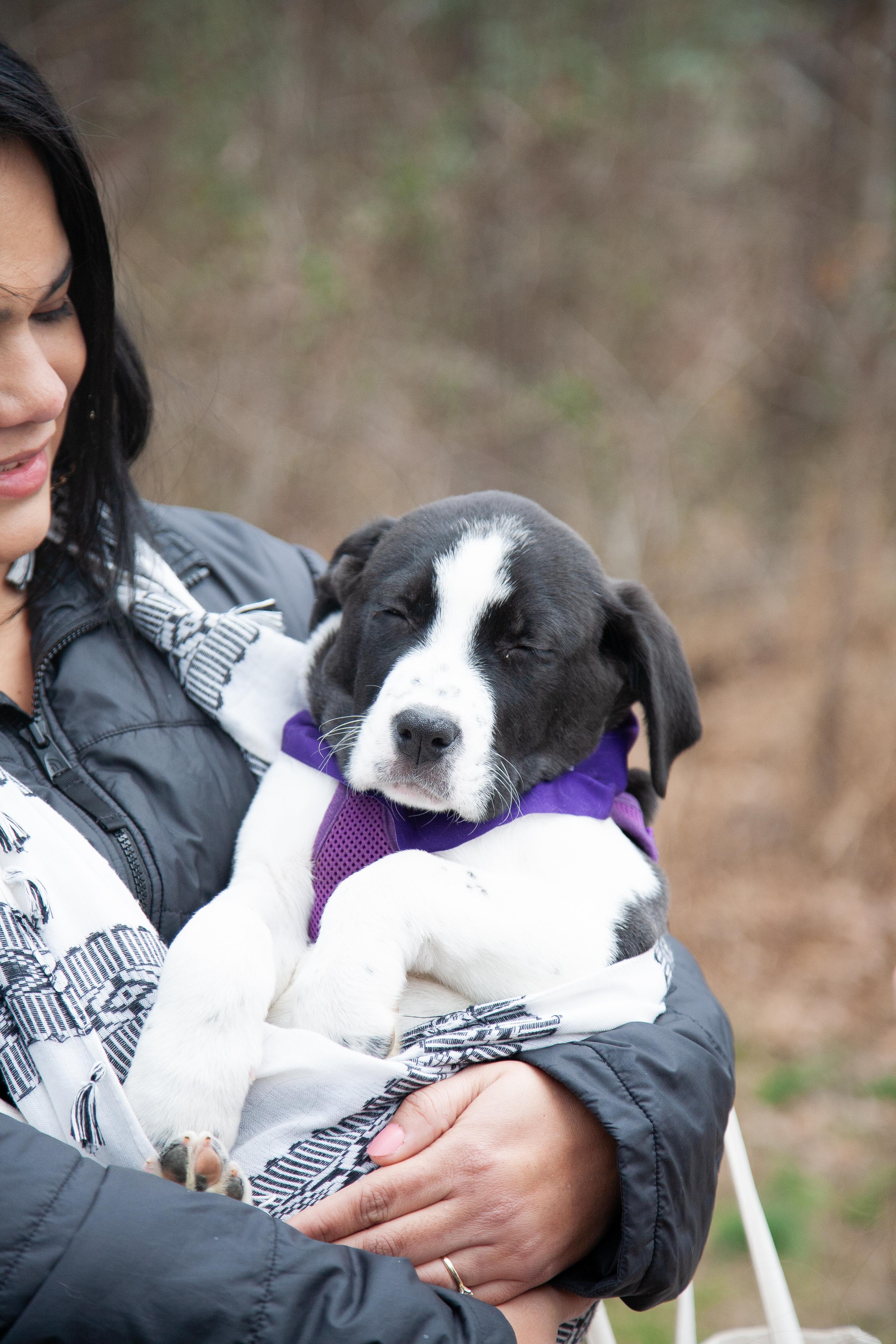 Hope, a ADOPTABLE Mixed Breed in Franklin, TN image 5/6