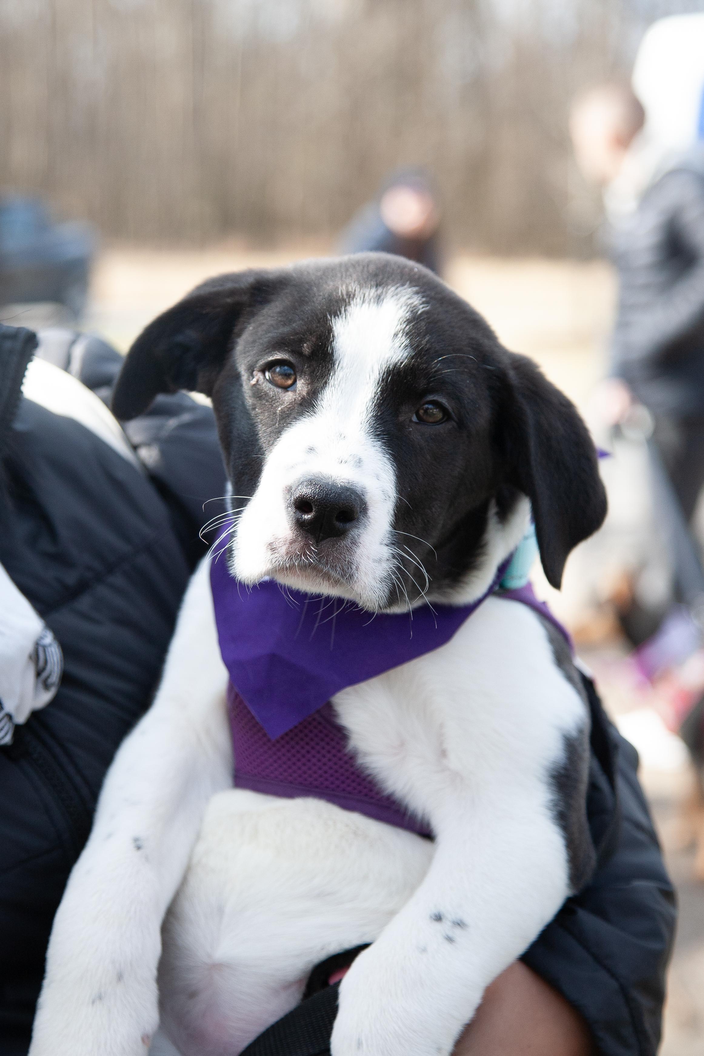 Hope, a ADOPTABLE Mixed Breed in Franklin, TN image 1/6