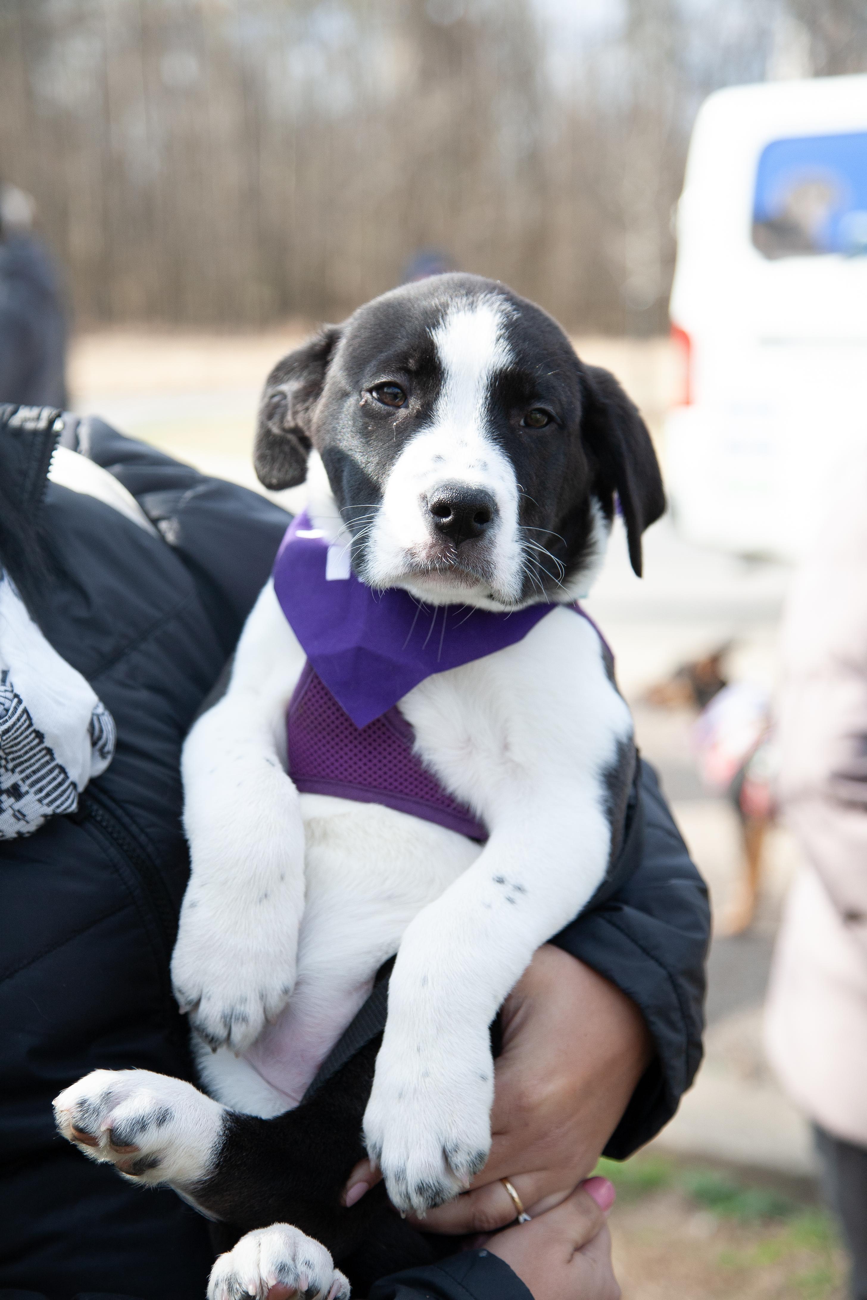Hope, a ADOPTABLE Mixed Breed in Franklin, TN image 6/6