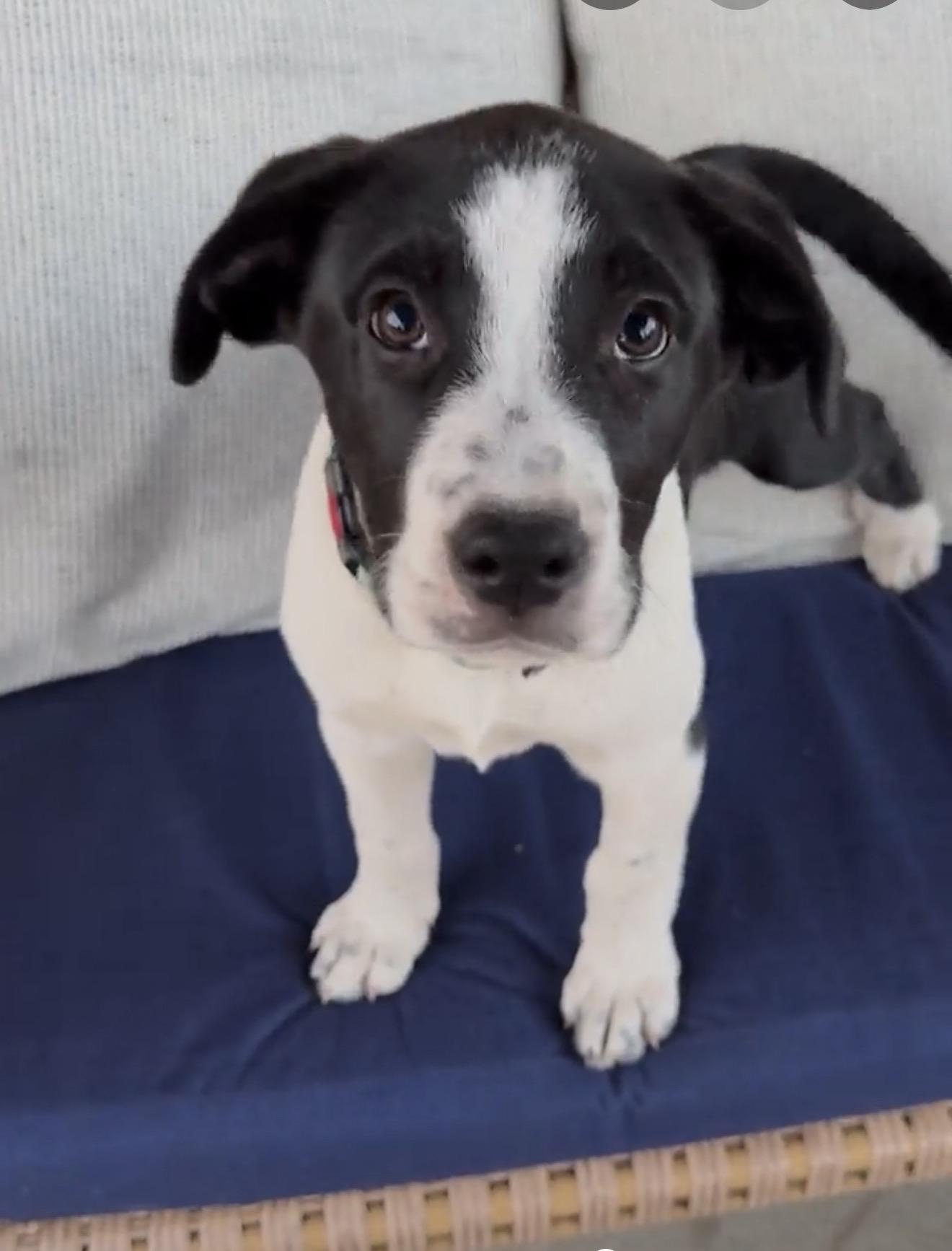 Hope - Pending Adoption, adopted, Young Female Mixed Breed & Border Collie.