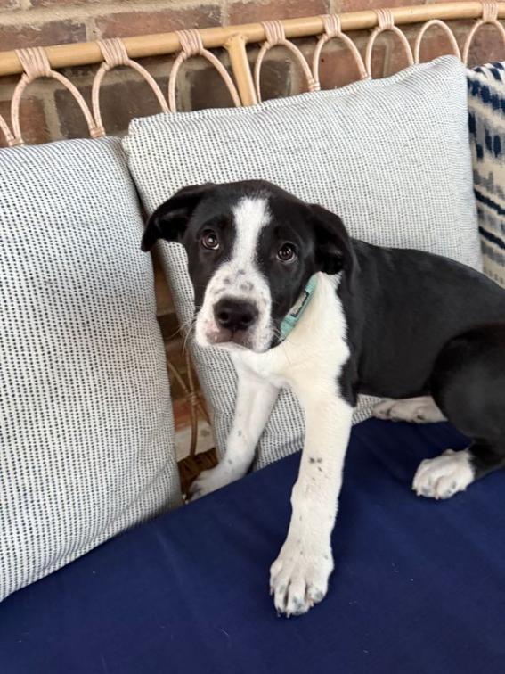 Enlarge Hope - Pending Adoption, an adopted mixed breed in Franklin, TN image 3/6