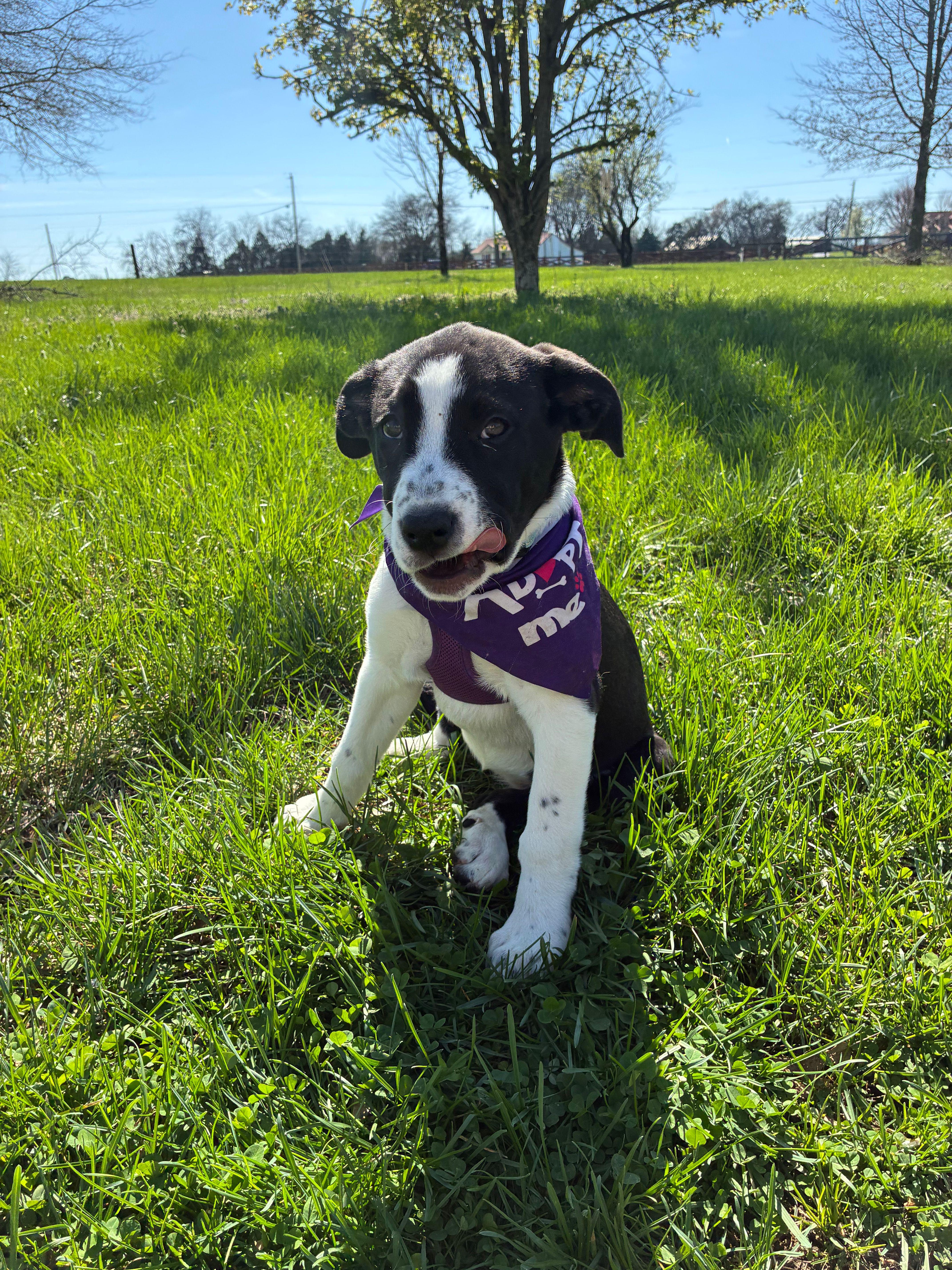 Enlarge Hope - Pending Adoption, an adopted mixed breed in Franklin, TN image 5/6