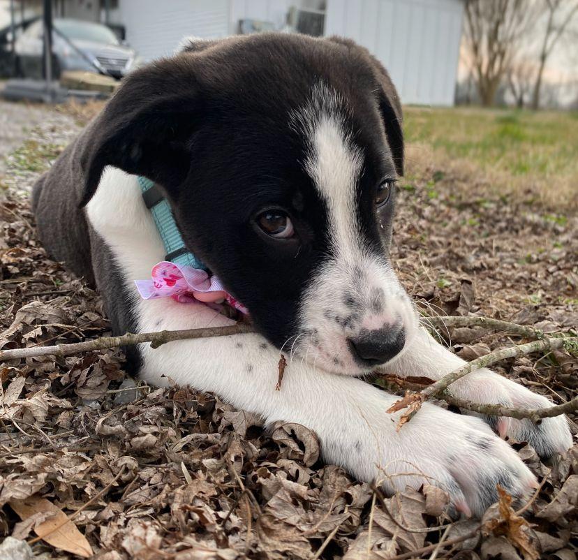 Enlarge Hope - Pending Adoption, an adopted mixed breed in Franklin, TN image 2/6