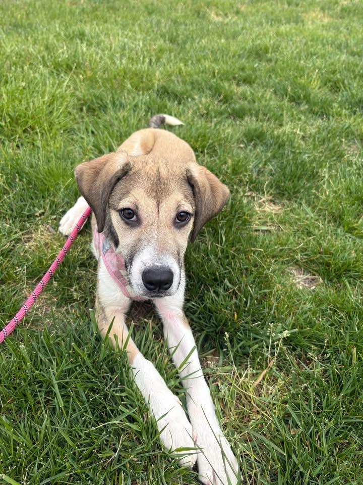 Enlarge Pixel, a Adoptable mixed breed in Berlin, NJ image 1/3