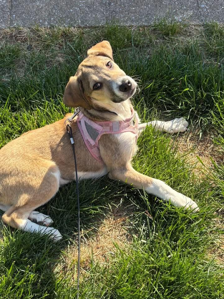 Enlarge Pixel, a Adoptable mixed breed in Berlin, NJ image 2/3