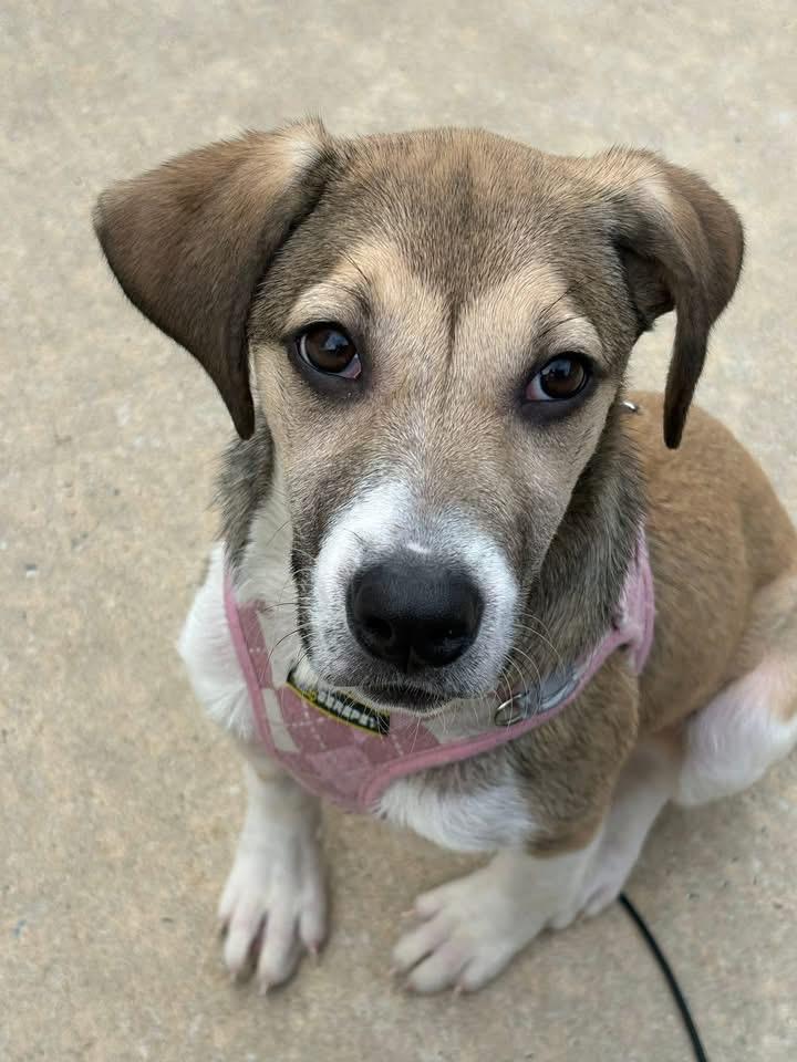 Enlarge Pixel, a Adoptable mixed breed in Berlin, NJ image 3/3