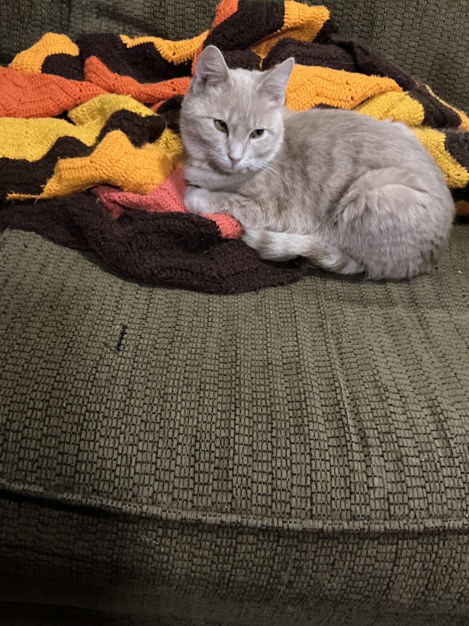Dollar Bill, a Adopted Domestic Short Hair in Wheaton, IL image 1/3