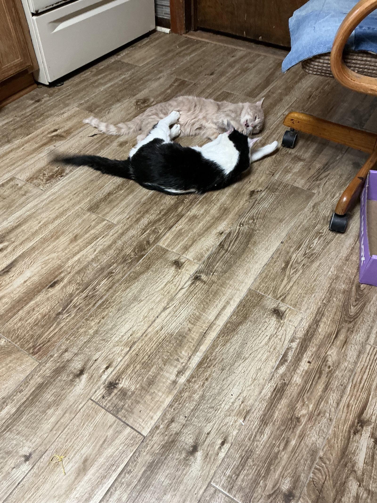 Dollar Bill, a Adopted Domestic Short Hair in Wheaton, IL image 2/3