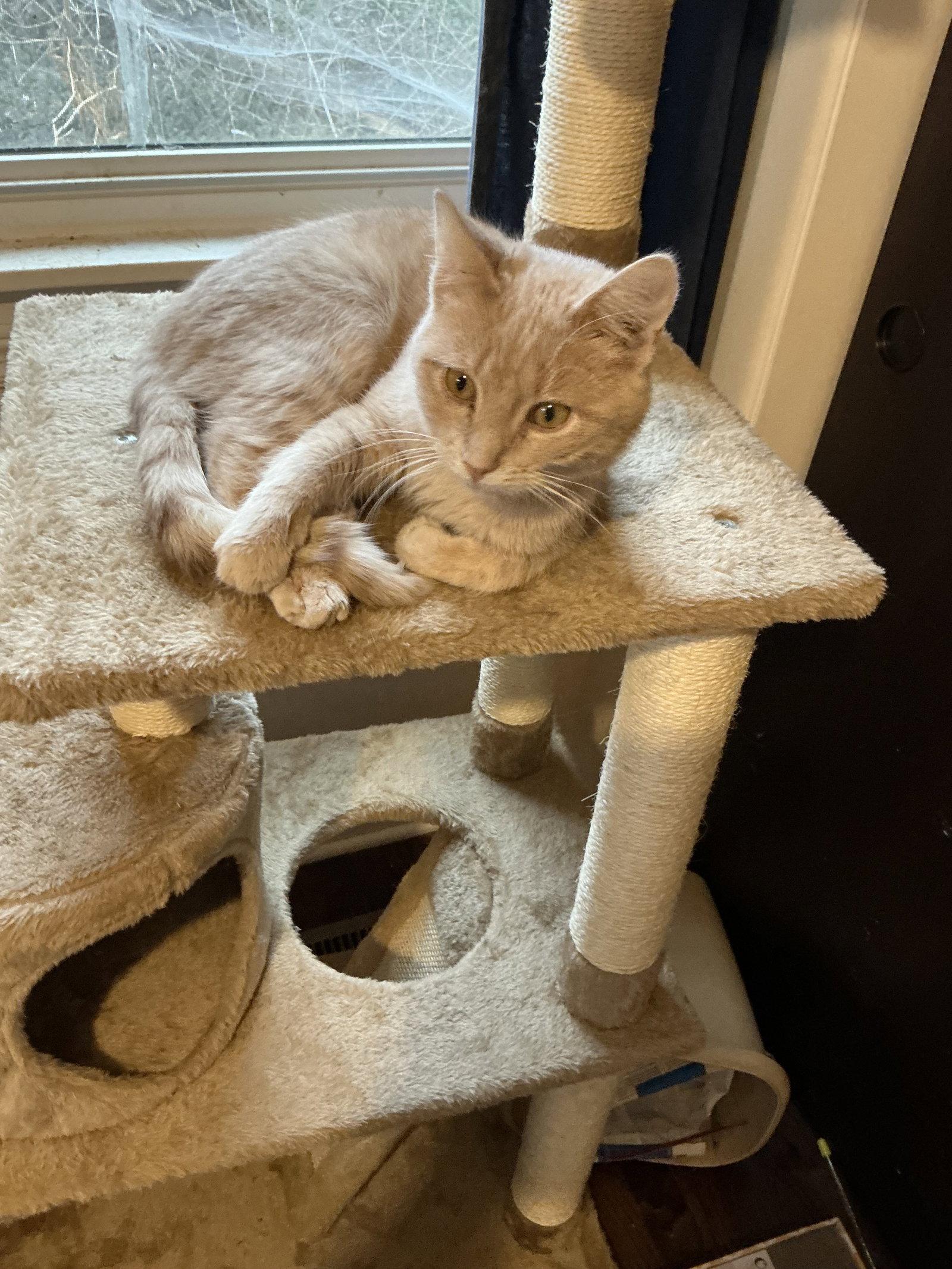 Dollar Bill, a Adopted Domestic Short Hair in Wheaton, IL image 3/3