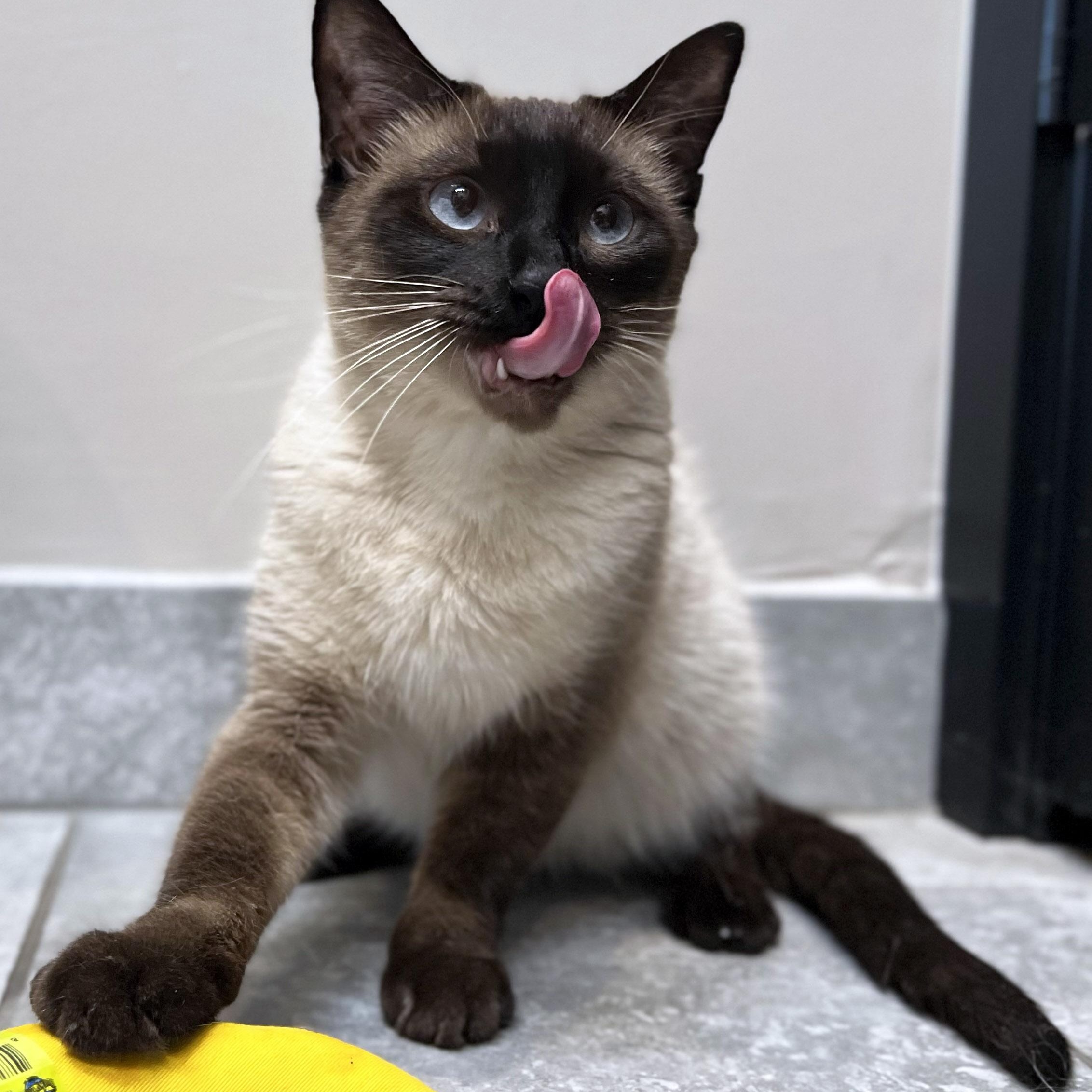 Noel, adopted, Adult Female Siamese.