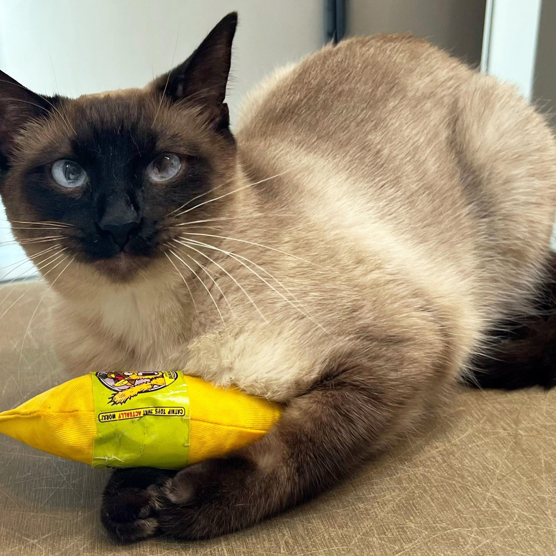 Noel, an adopted Siamese in Chicago, IL image 5/6
