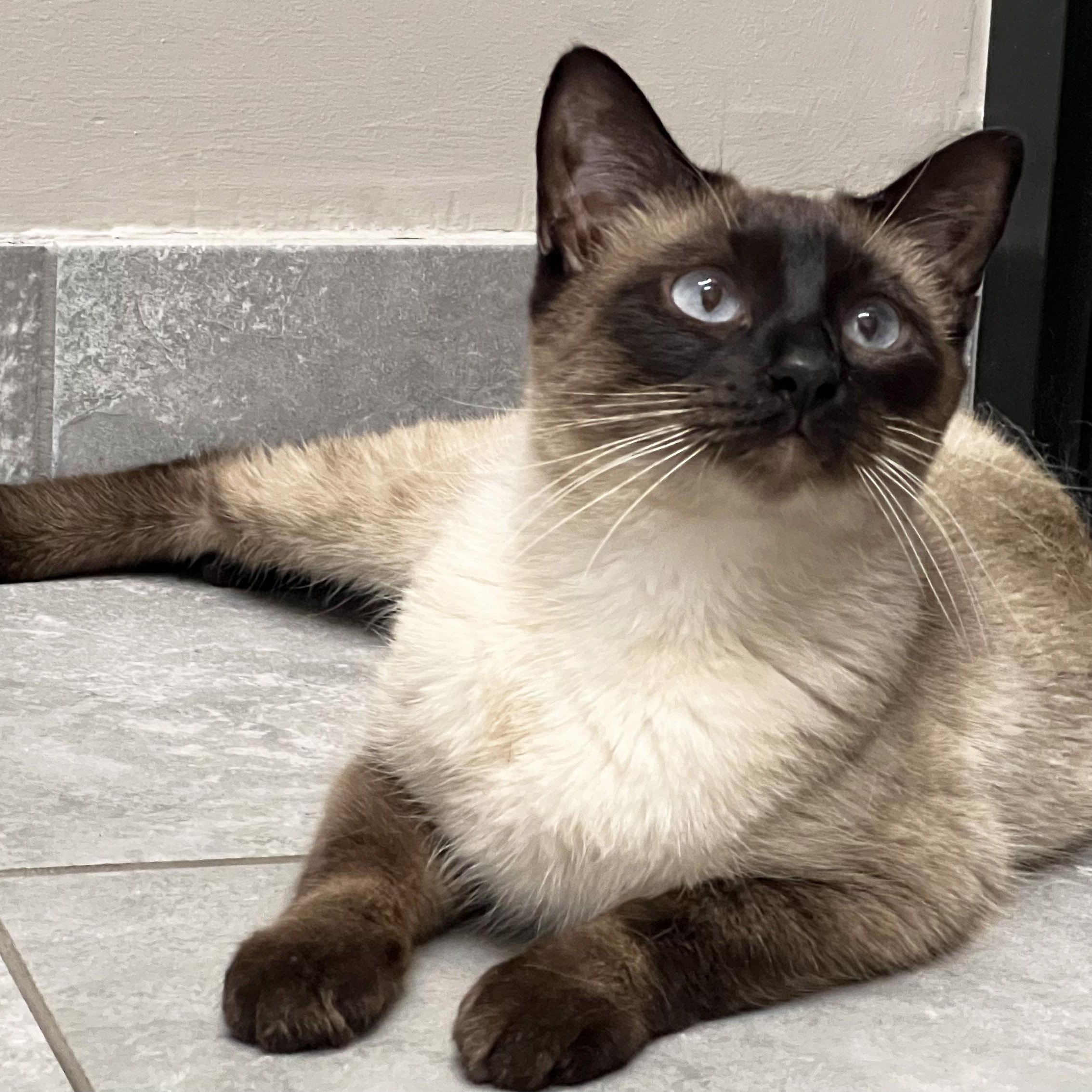 Noel, an adopted Siamese in Chicago, IL image 3/6