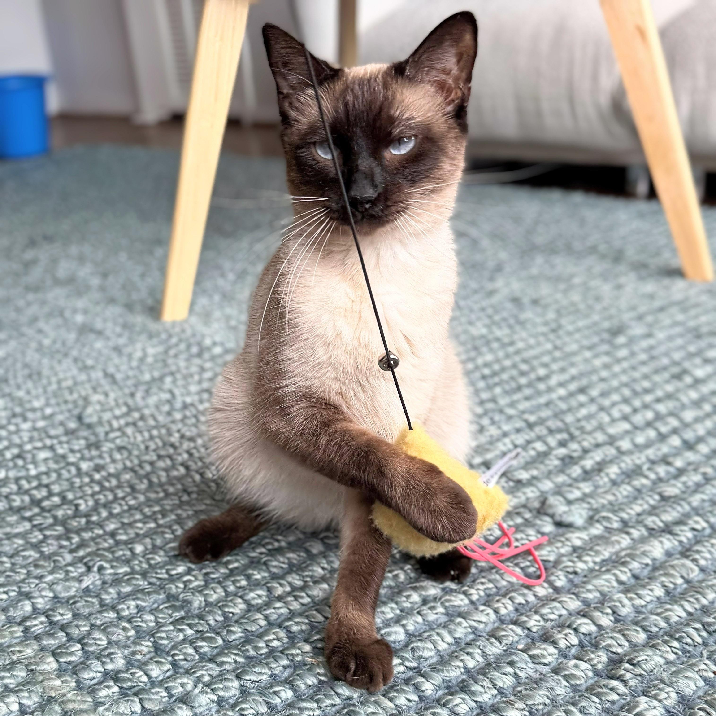 Noel, an adopted Siamese in Chicago, IL image 4/6