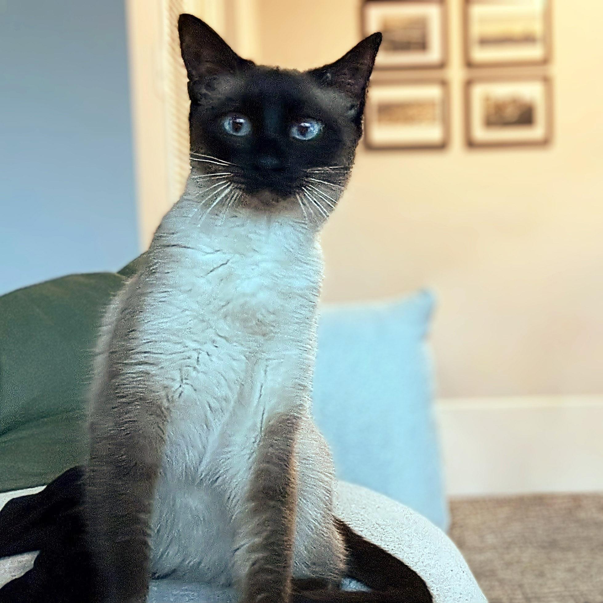 Noel, an adopted Siamese in Chicago, IL image 2/6
