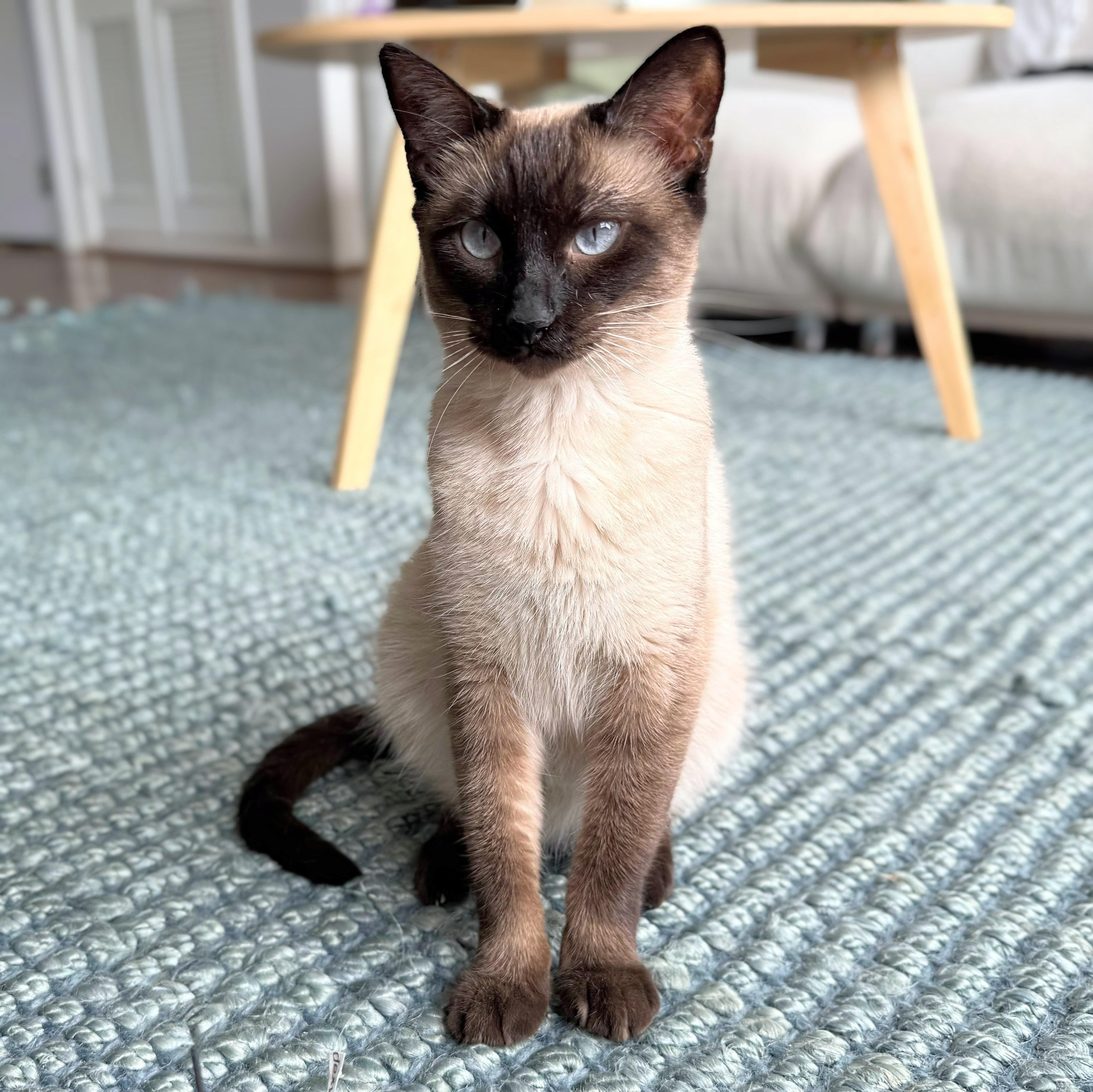 Noel, an adopted Siamese in Chicago, IL image 6/6