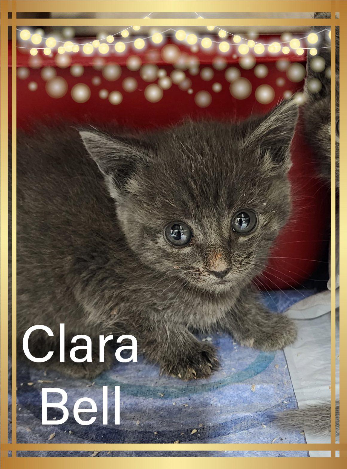 Ckara Bell, Adoptable, Kitten Female Domestic Short Hair.
