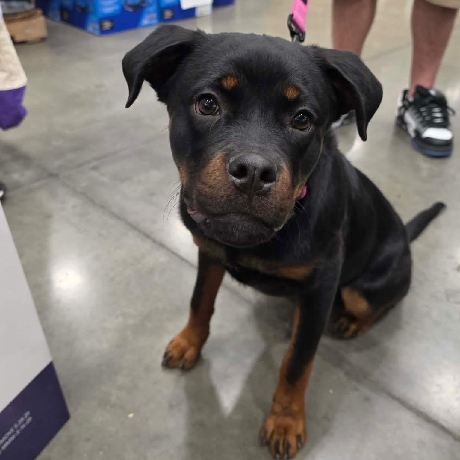 Kiara, a ADOPTABLE Rottweiler in Las Vegas, NV image 2/3