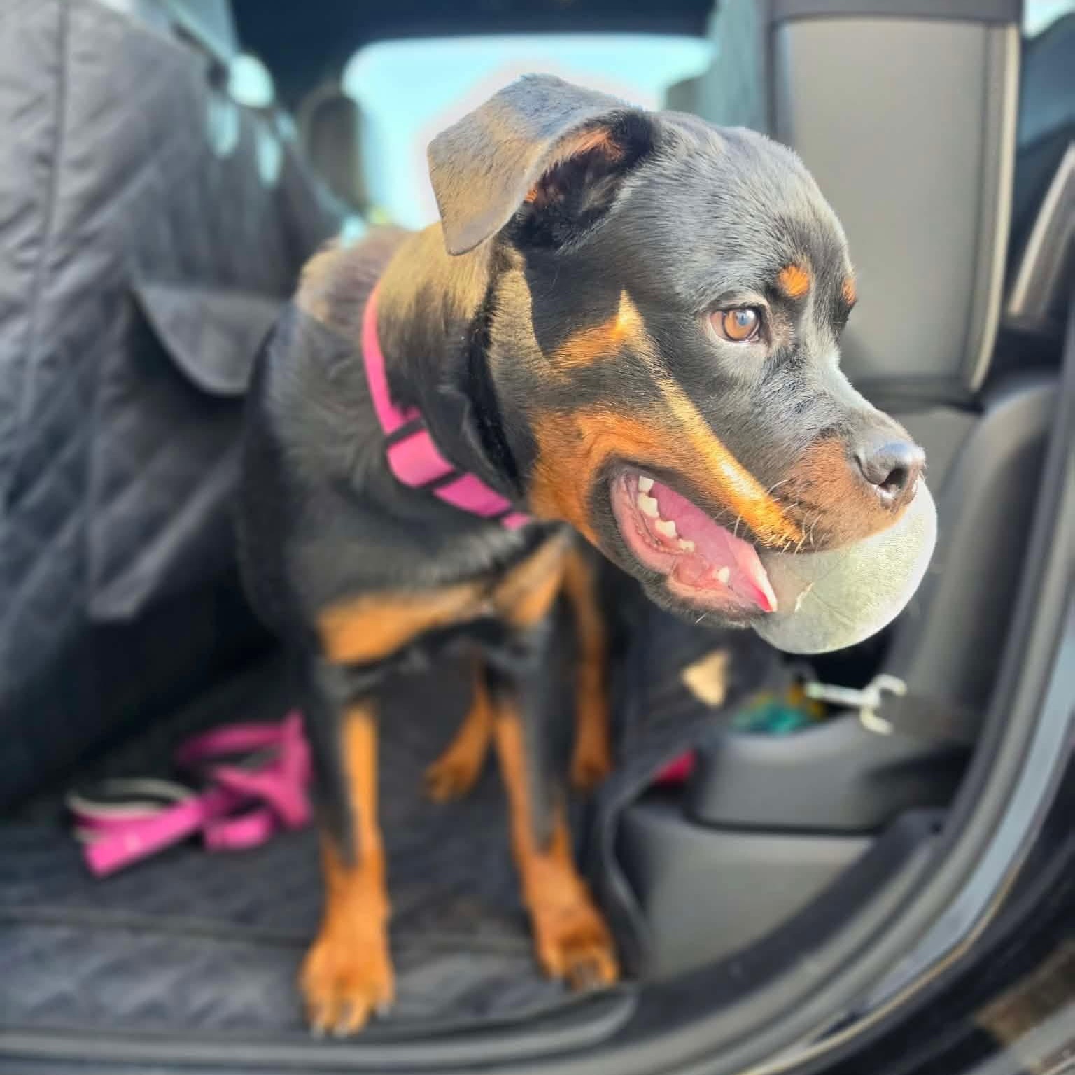 Kiara, a ADOPTABLE Rottweiler in Las Vegas, NV image 3/3