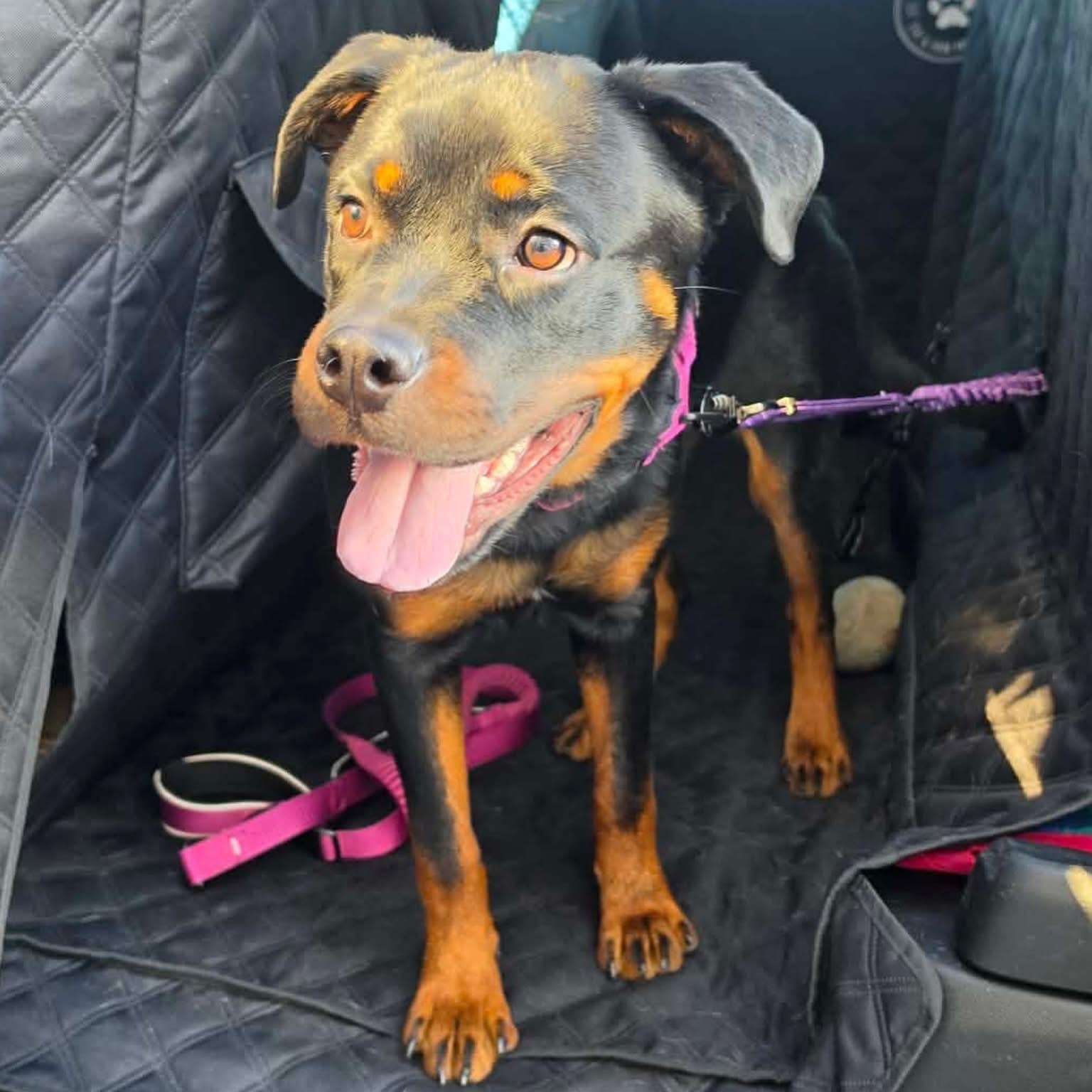 Kiara, a ADOPTABLE Rottweiler in Las Vegas, NV image 1/3