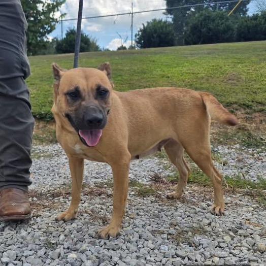 Halsey, Adoptable, Adult Female Mountain Cur & Mixed Breed.
