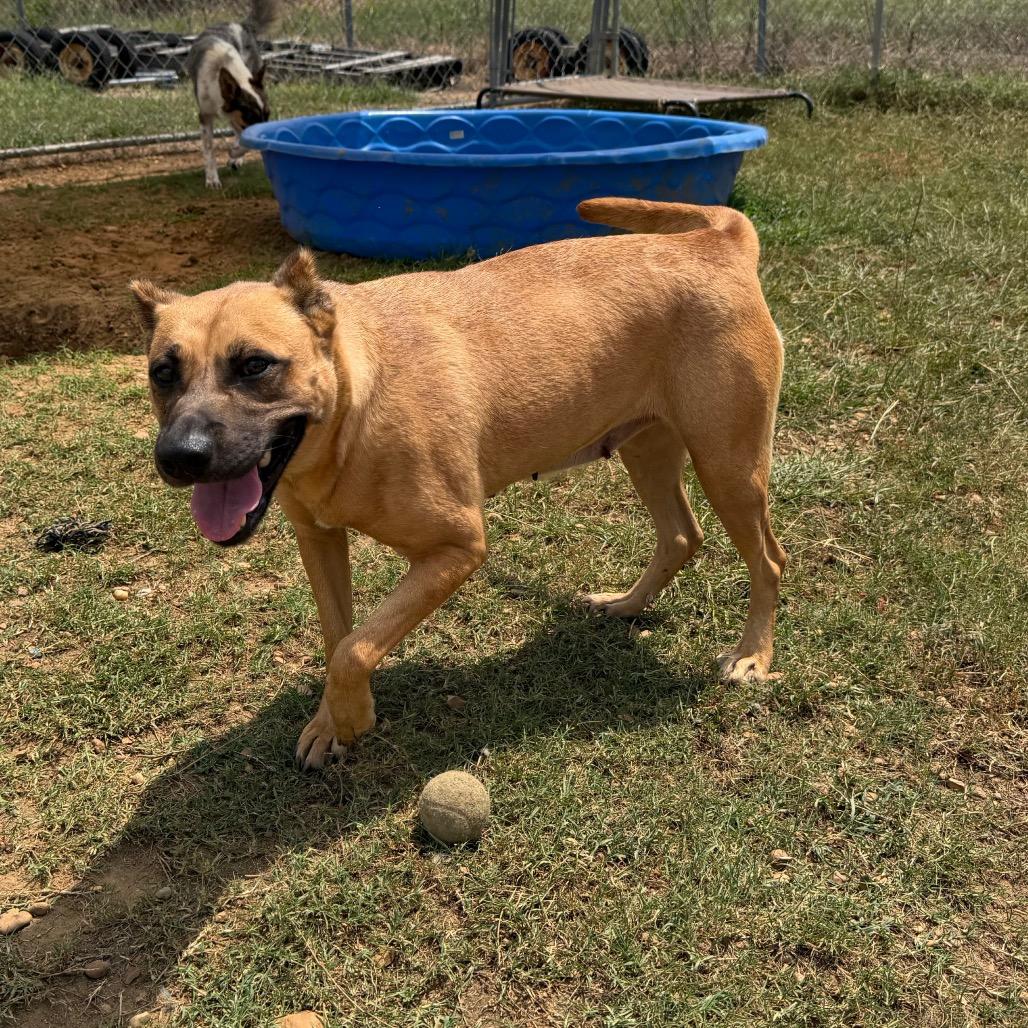 Halsey, a Adoptable mixed breed in West Point, MS image 2/6