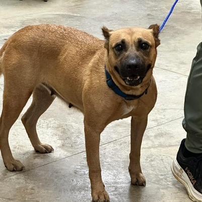 Halsey, a Adoptable mixed breed in West Point, MS image 3/6