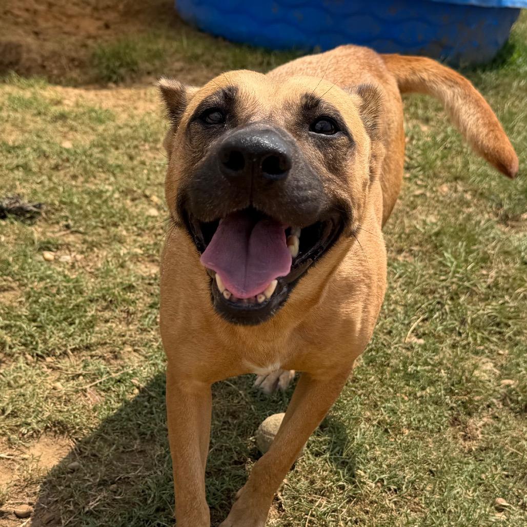 Halsey, a Adoptable mixed breed in West Point, MS image 4/6
