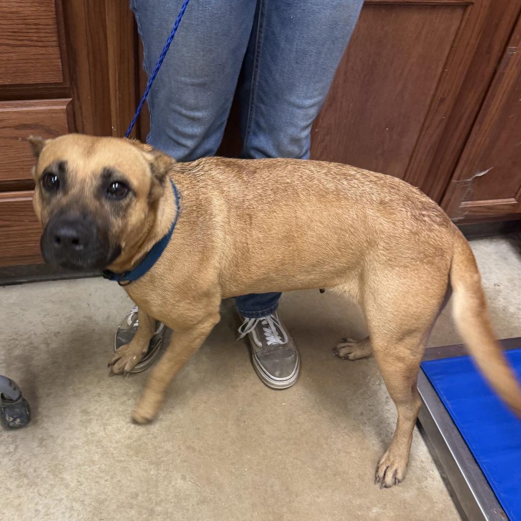 Halsey, a Adoptable mixed breed in West Point, MS image 5/6