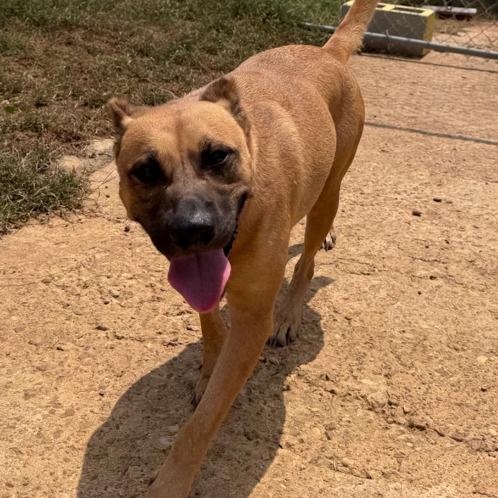 Halsey, a Adoptable mixed breed in West Point, MS image 6/6