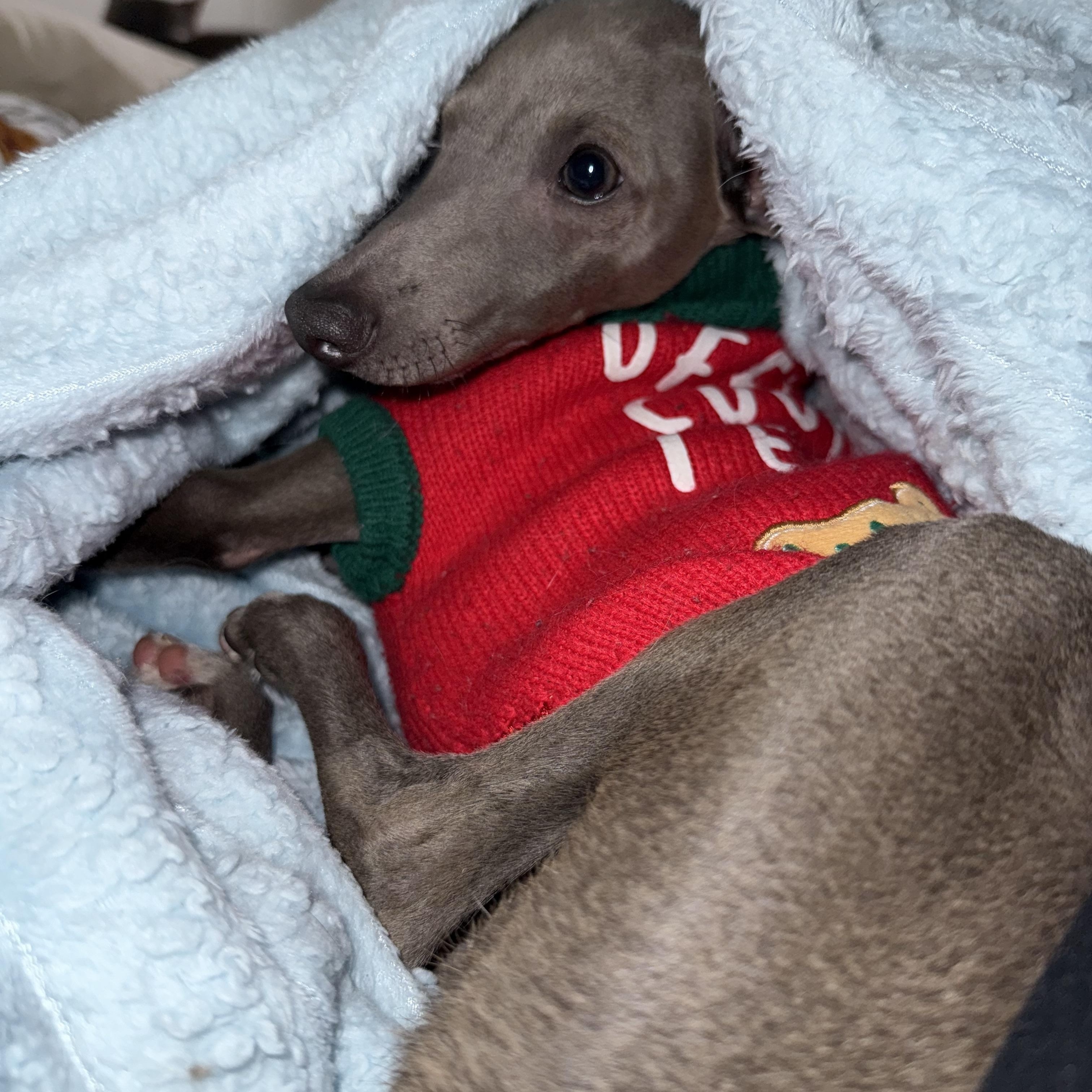 Enlarge NEO, an adopted Italian Greyhound in Miamisburg, OH image 4/6