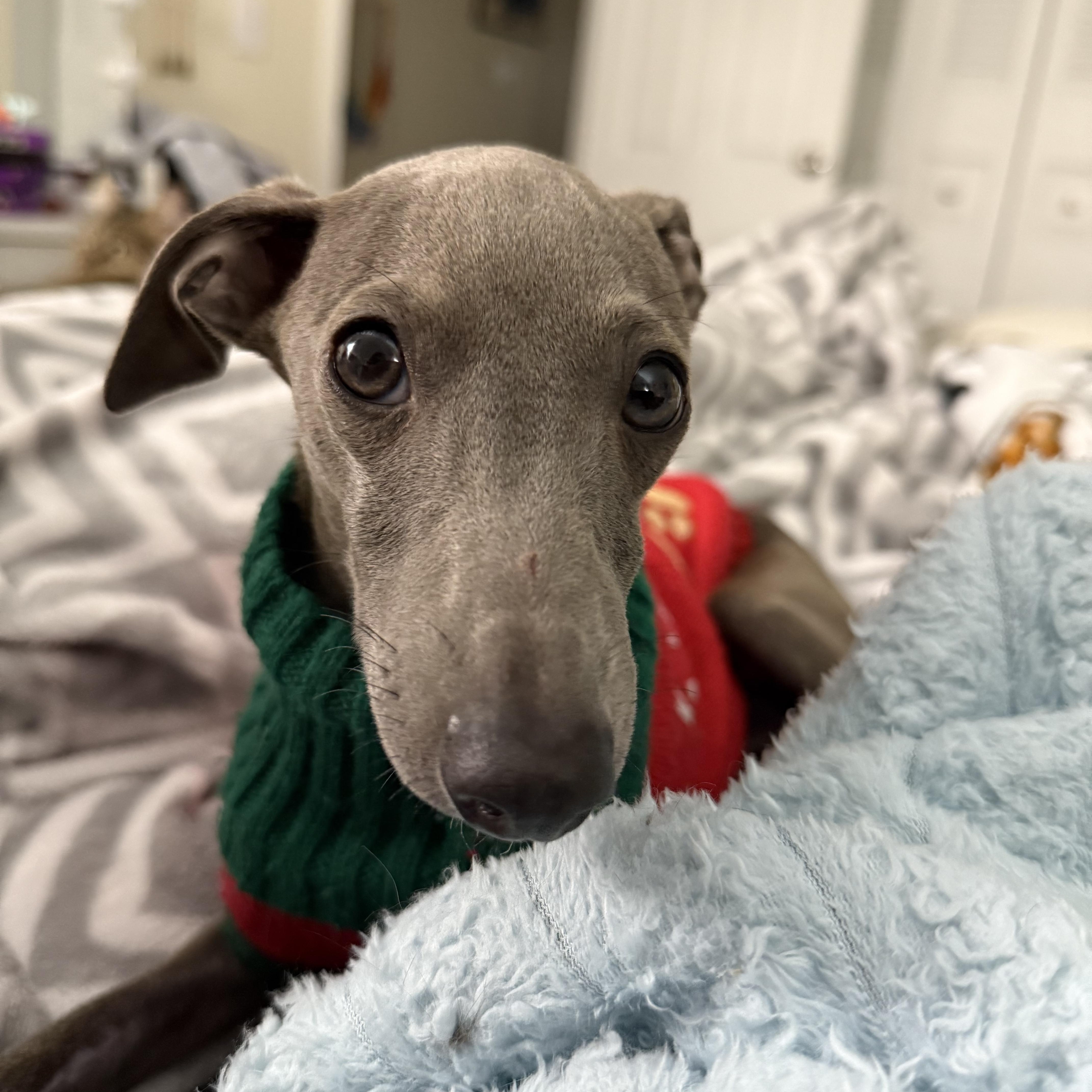 Enlarge NEO, an adopted Italian Greyhound in Miamisburg, OH image 6/6