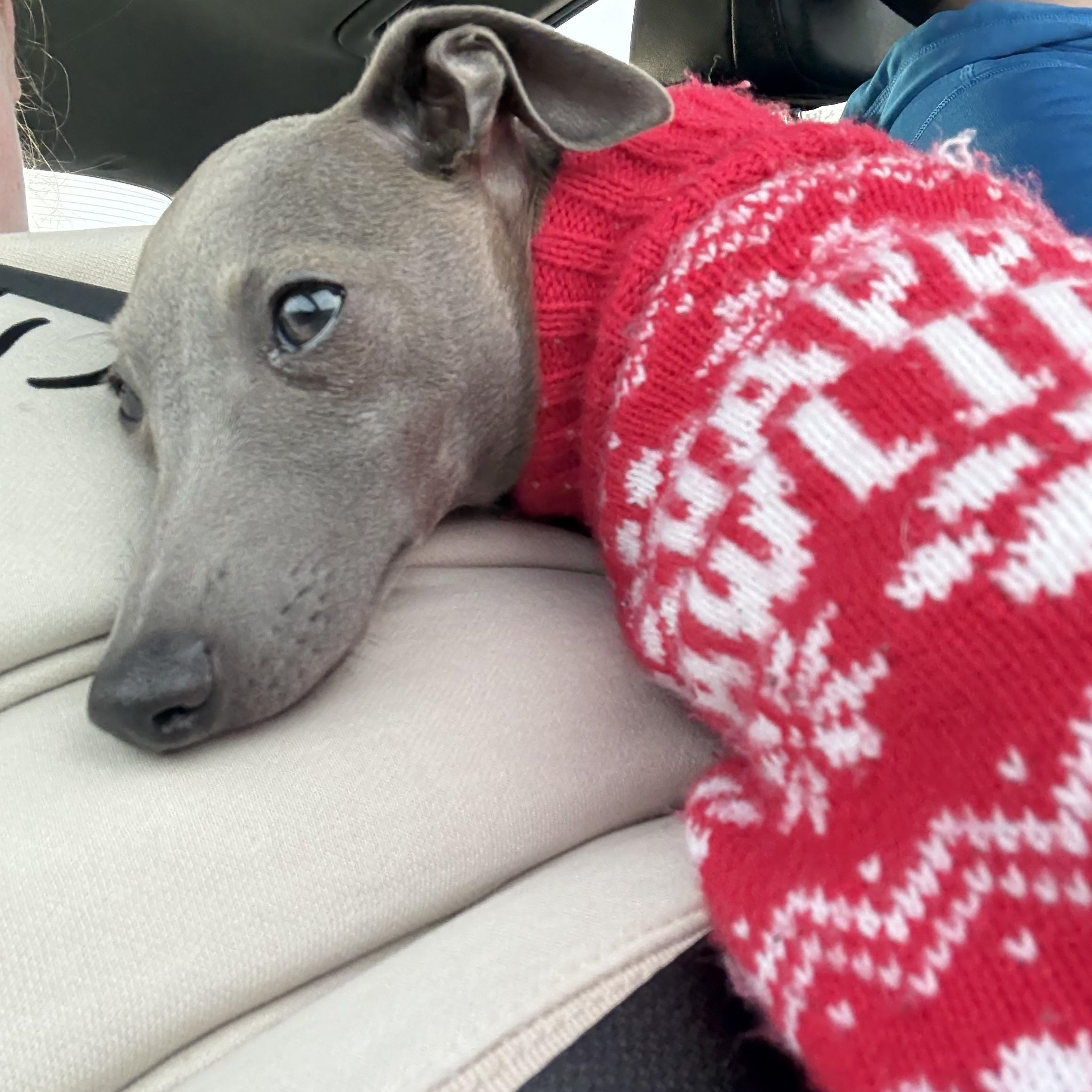 Enlarge NEO, an adopted Italian Greyhound in Miamisburg, OH image 5/6