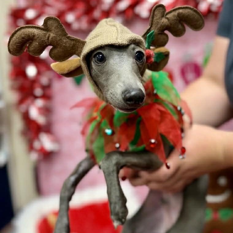Enlarge NEO, an adopted Italian Greyhound in Miamisburg, OH image 2/6