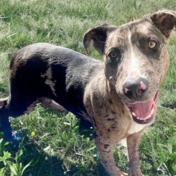 Sully — thumbnail 2