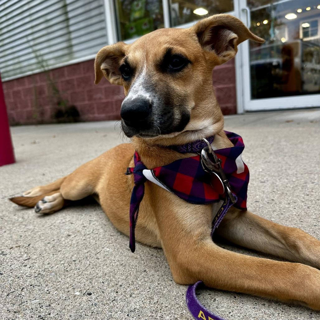 Cherry, Adopted, Puppy Female Mixed Breed.