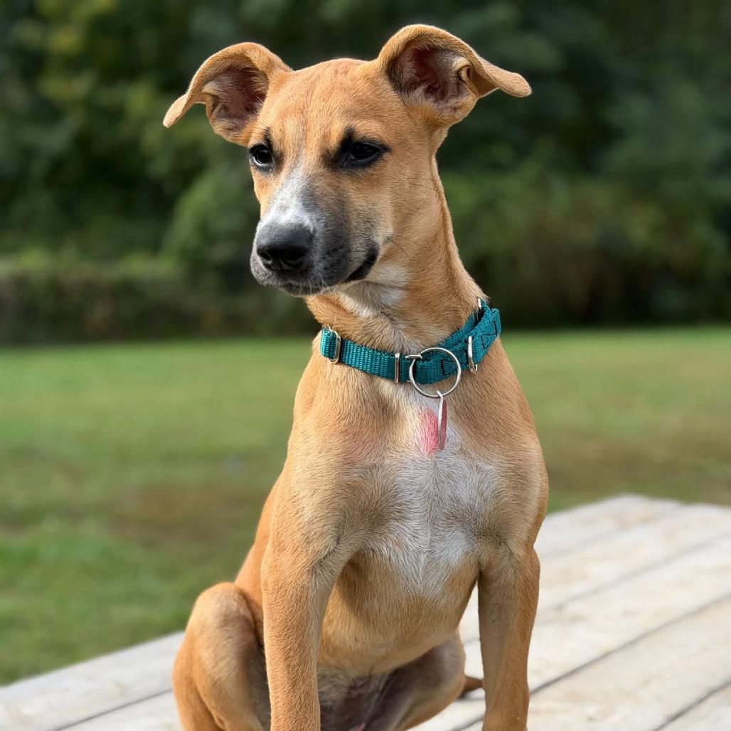 Enlarge Cherry, a Adopted Mixed Breed in Barrington, NH image 5/6