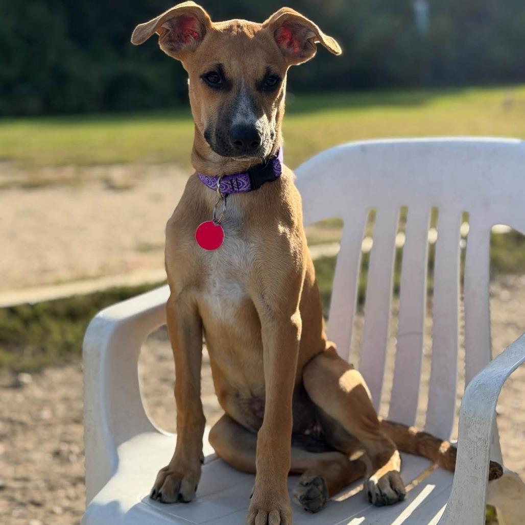 Enlarge Cherry, a Adopted Mixed Breed in Barrington, NH image 6/6