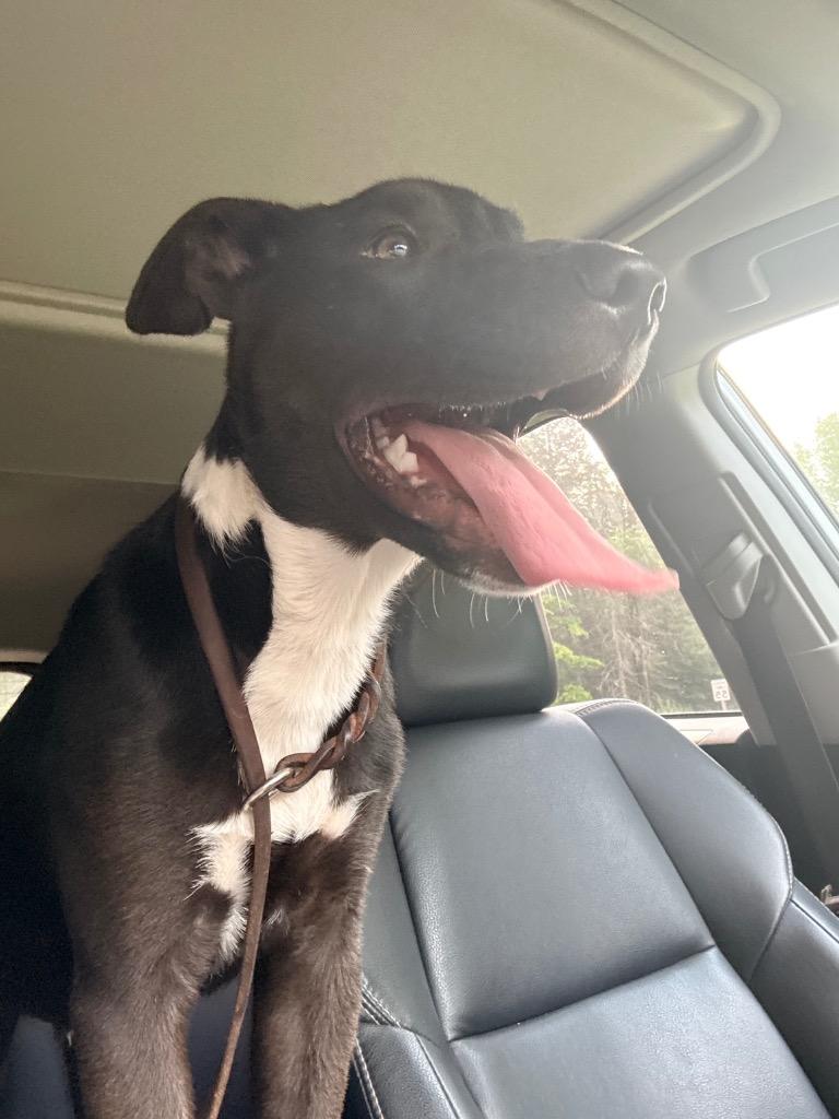 Enlarge Benson, a Adoptable mixed breed in Crandon, WI image 1/1