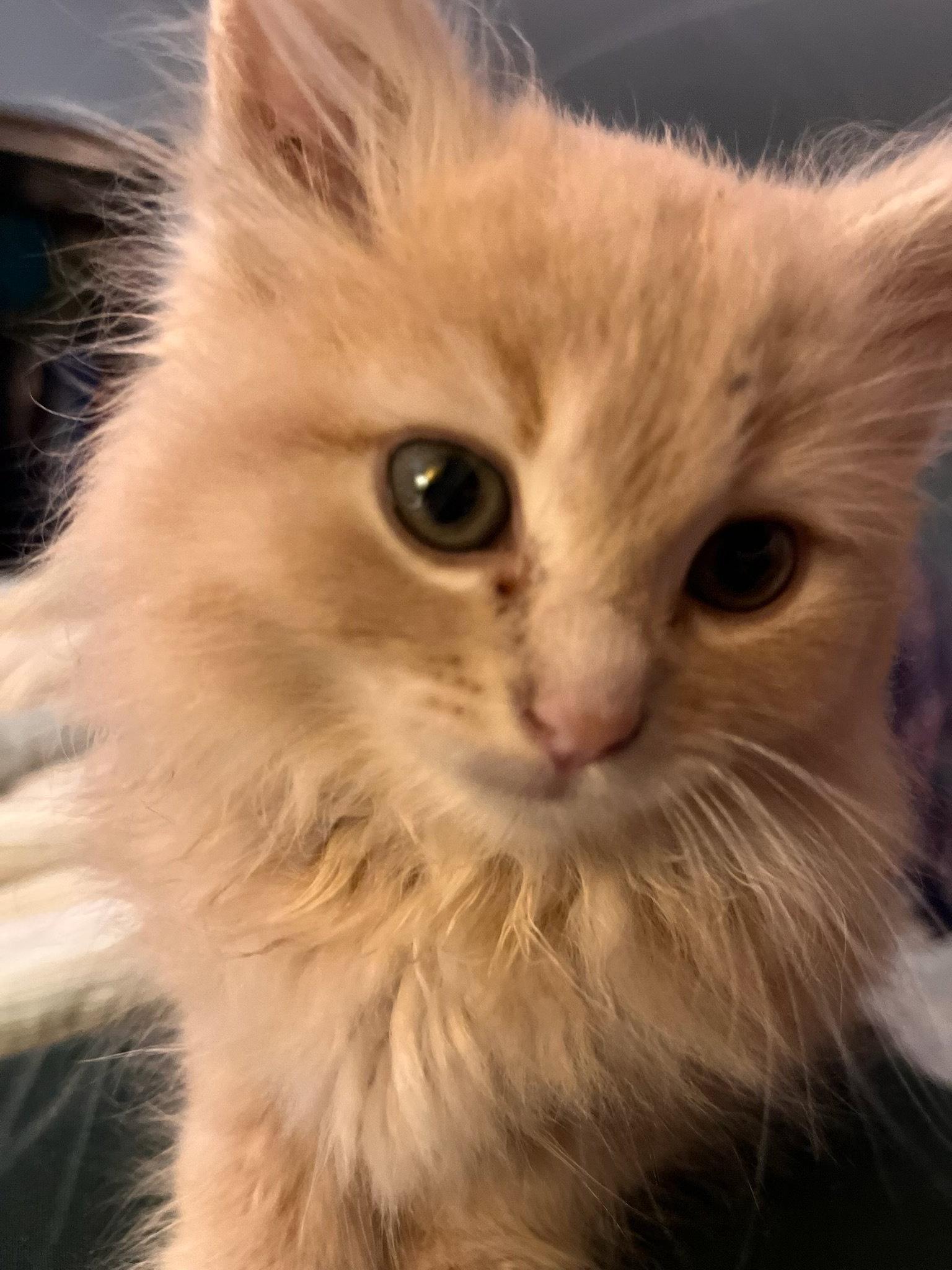 The T Litter - Timmy, Adoptable, Kitten Male Domestic Long Hair.