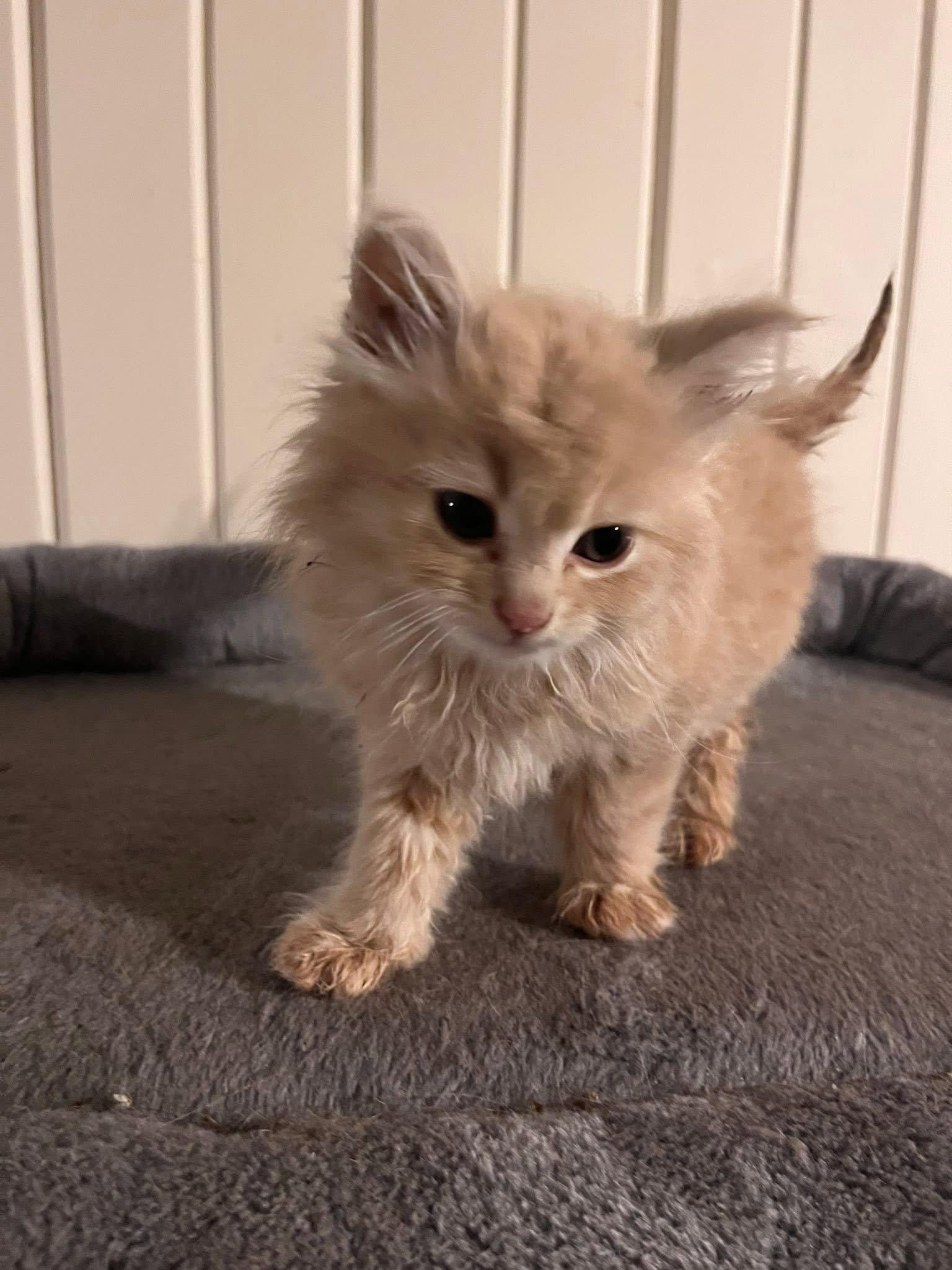 Enlarge The T Litter - Timmy, a Adoptable Domestic Long Hair in Mattoon, IL image 2/2