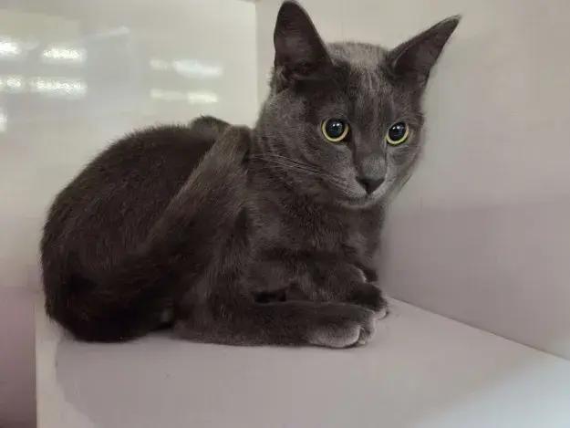 Enlarge Salem, a Adoptable mixed breed in Grand Rapids, MI image 1/6