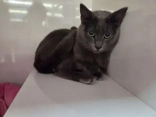 Enlarge Salem, a Adoptable mixed breed in Grand Rapids, MI image 2/6